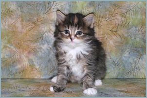 Female Siberian Kitten from Deedlebug Siberians